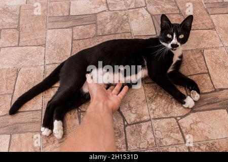 Die Hand eines Mannes berührt den Bauch einer schwarzen, schwanger werdenden Katze, die auf dem Boden liegt. Stockfoto