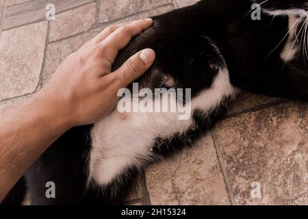 Die Hand des Kerls streichelt und berührt den Bauch einer schwarzen, trächtigen Katze aus der Nähe. Stockfoto