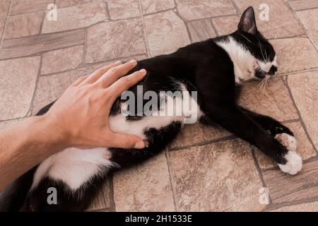 Die Hand des Kerls streichelt und berührt den Bauch einer schwarzen, trächtigen Katze aus der Nähe. Stockfoto