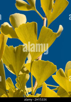 Gelbe Blätter eines Ginkgo biloba Baumes im Herbst. Maidenhair-Baum. Ginkgophyta. Blauer Himmel im Hintergrund. Stockfoto