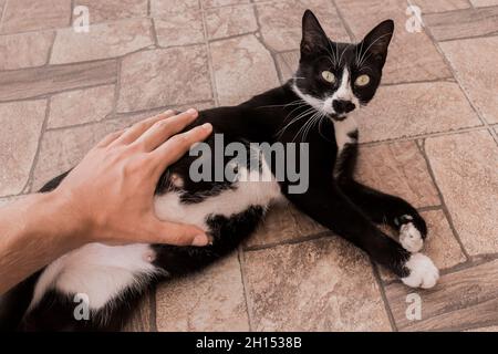 Die Hand des Kerls streichelt und berührt den Bauch einer schwarzen, trächtigen Katze aus der Nähe. Stockfoto