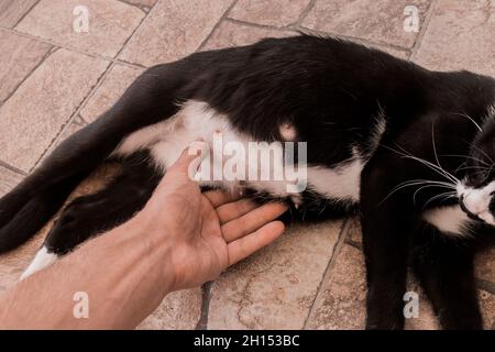 Die Hand eines Mannes berührt den Bauch einer schwarzen, schwanger werdenden Katze, die auf dem Boden liegt. Stockfoto