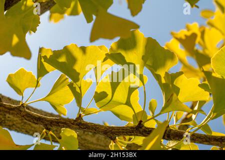 Gelbe Ginkgo biloba (Maidenhair-Baum) Blätter im Herbst mit blauem Himmel im Hintergrund. Stockfoto