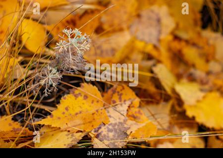 Ein Wermut vor dem Hintergrund gefallener Birkenblätter an einem frühen, herbstlichen, kühlen Morgen. Stockfoto