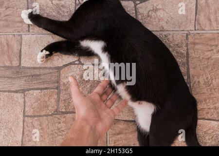 Die Hand eines Mannes berührt den Bauch einer schwarzen, schwanger werdenden Katze, die auf dem Boden liegt. Stockfoto