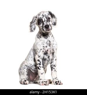 Sitting Puppy english Setter getupft schwarz und weiß, zwei Monate alt, isoliert Stockfoto