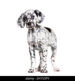 Standing Puppy english Setter getupft schwarz und weiß, zwei Monate alt, isoliert Stockfoto