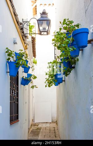 Gasse in der Altstadt von Cordoba mit Blumentöpfen geschmückt, Spanien. Flacher Freiheitsgrad! Stockfoto