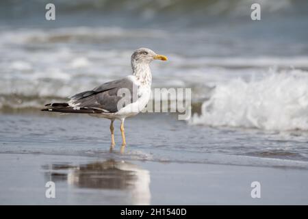 Europäische Heringsmöwe, Larus argentatus, am Strand, Ebro-Delta Stockfoto