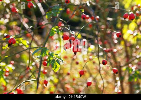 Herbst natürlichen Hintergrund mit roten Beeren . Nicht kultivierte Hagebutte . Beeren der wilden Rose Stockfoto