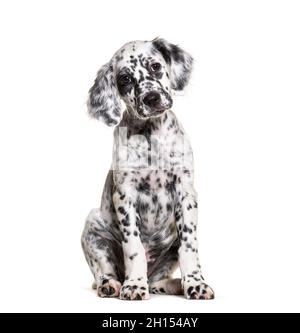 Sitting Puppy english Setter getupft schwarz und weiß, zwei Monate alt, isoliert Stockfoto