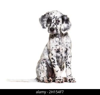 Sitting Puppy english Setter getupft schwarz und weiß, zwei Monate alt, isoliert Stockfoto