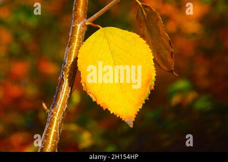 Sammlung von schönen bunten Herbstblättern grün Stockfoto