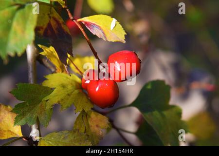 Rote Beeren im Herbstgarten. Rote Früchte von Crataegus monogyna, bekannt als Weißdorn oder einsaat Weißdorn Stockfoto