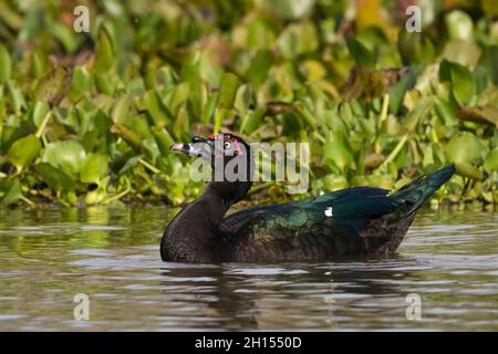 Eine Moskauer Ente, Cairina moschata, Porträt. Rio Claro, Pantanal, Mato Grosso, Brasilien Stockfoto