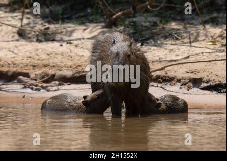 Eine Capybara, Hydrochaerus hydrochaeris, stillende. Pantanal, Mato Grosso, Brasilien Stockfoto