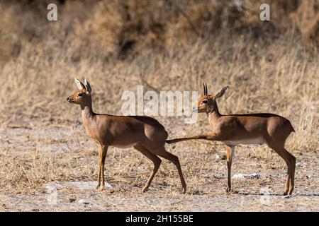 Ein Paar Steenboks, Raphicerus campestris. Kalahari, Botswana Stockfoto