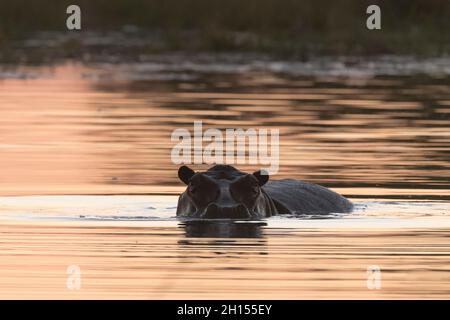 Ein Nilpferd, Hippopotamus amphibius, taucht in der Dämmerung aus dem Wasser des Flusses Kwai auf. Khwai-Konzession, Okavango-Delta, Botswana Stockfoto