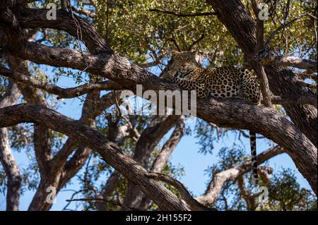 Porträt eines Leoparden, Panthera pardus, der auf einem Baum ruht. Khwai-Konzession, Okavango-Delta, Botswana Stockfoto