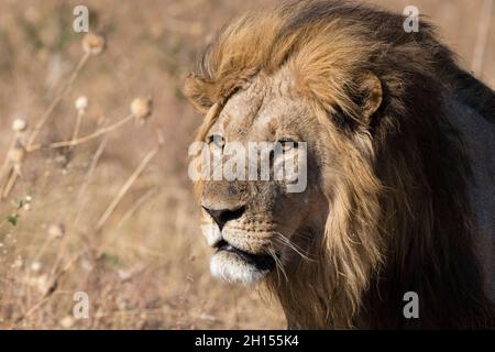 Porträt eines erwachsenen dominanten männlichen Löwen, Panthera leo of the Marsh Pride. Savuti, Chobe National Park, Botswana Stockfoto