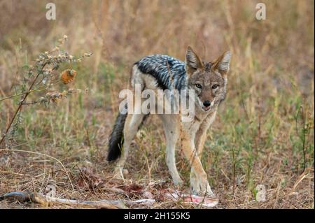 Ein schwarzer Schakal, Canis mesomelas, ernährt sich von einem Korpus. Savuti, Chobe National Park, Botswana Stockfoto