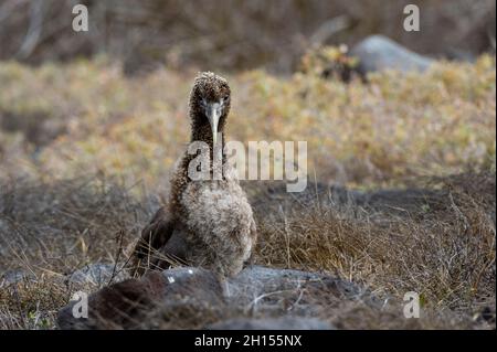 Ein gewelltes Albatross-Küken, Diomedea irrorata. Espanola Island, Galapagos, Ecuador Stockfoto