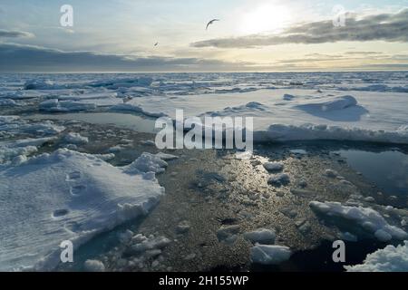 Bruchstücke des arktischen Meereises nördlich von Spitzbergen und Spuren eines Eisbären vorne links, Norwegen Stockfoto