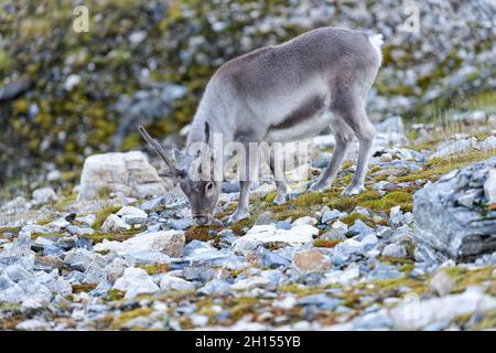 Ein Spitzbergen-Rentier (Rangifer tarandus platyrhynchus) frisst auf der Tundra, Alkhornet, Oscar II Land, Spitzbergen, Spitzbergen, Norwegen Stockfoto