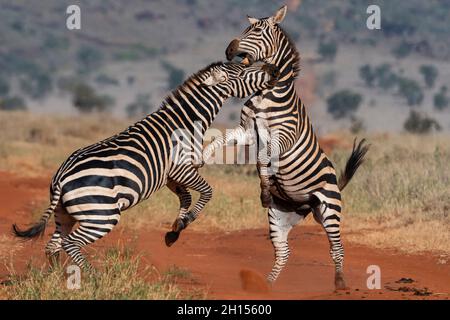 Zwei gemeinsame Zebras, Equus quagga, kämpfen. Voi, Tsavo Conservation Area, Kenia. Stockfoto