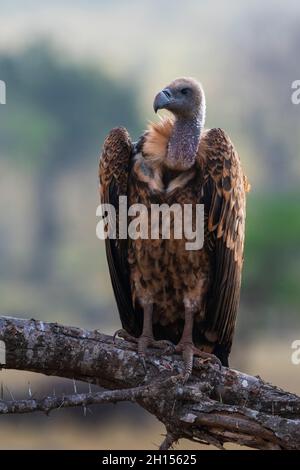 Ein Weißrückengeier, Gyps africanus, auf einer Baumspitze. Voi, Tsavo Conservation Area, Kenia. Stockfoto