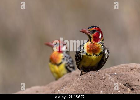 Ein rot-gelber Barbet, Trachyphonus erythrocephalus, auf einem Termitenhügel. Voi, Tsavo Conservation Area, Kenia. Stockfoto