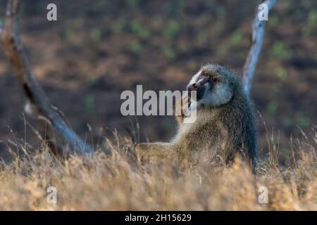 Ein gelber Pavian, Papio hamadryas cynocephalus, der auf einem Ast ruht. Voi, Tsavo Conservation Area, Kenia. Stockfoto