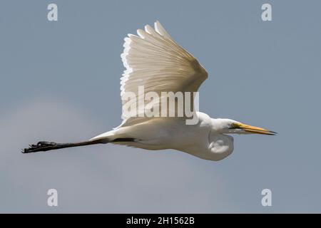 Ein Silberreiher, Egretta alba, im Flug. Voi, Tsavo Conservation Area, Kenia. Stockfoto