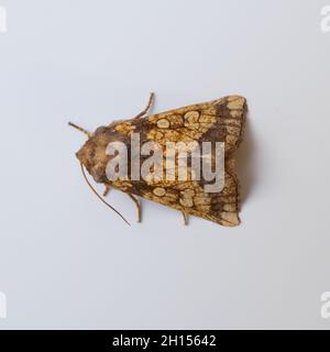 Gortyna flavago, die Frosted Orange Moth, ruht auf weißem Hintergrund. Stockfoto