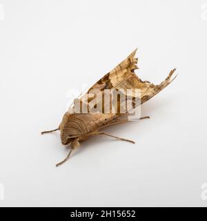 Phlogophora meticulosa, der Winkel schattiert Moth, ruht auf einem weißen Hintergrund. Stockfoto
