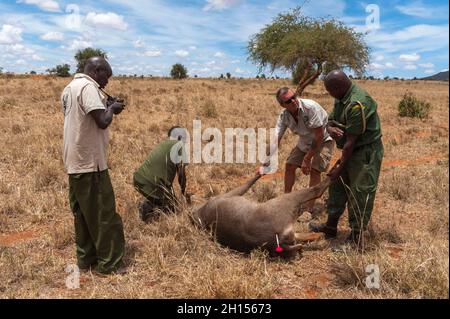 Ein verwundete Wasserbock wird von der mobilen Veterinärstation Kenya Wildlife Services behandelt. Voi, Kenia. Stockfoto