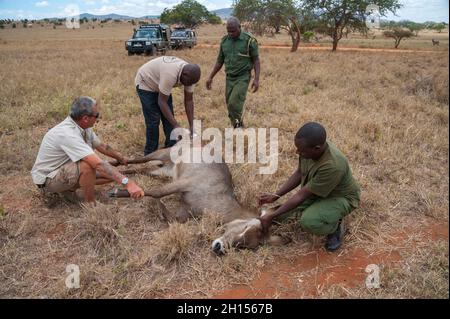 Ein verwundete Wasserbock wird von der mobilen Veterinärstation Kenya Wildlife Services behandelt. Voi, Kenia. Stockfoto