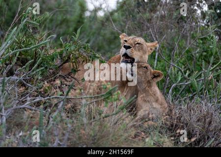 Eine Löwin, Panthera leo, und ihr Junge im Busch auf einem Kopje, bekannt als Lion Rock in Lualenyi Reserve. Voi, Tsavo-Nationalpark, Kenia. Stockfoto