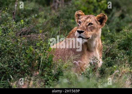 Eine Löwin, Panthera leo, im Busch auf einem Kopje, bekannt als Lion Rock im Lualenyi Reservat. Voi, Tsavo-Nationalpark, Kenia. Stockfoto