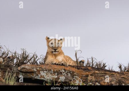 Ein Löwenjunges, Panthera leo, ruht auf einem Kopje, bekannt als Lion Rock im Lualenyi Reservat. Voi, Tsavo-Nationalpark, Kenia. Stockfoto