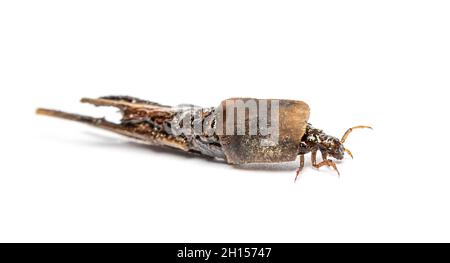 Kadadisfly Larva Phryganea specie in Schutzhüllen oder Schale, aus Pflanzenstücken, Blattstücken und Holz Stockfoto