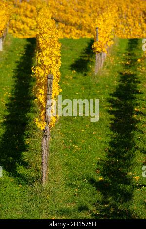 Landschaftlich schöner Weinberg mit Reihen von Weinreben mit gelben Blättern an einem sonnigen Tag Stockfoto