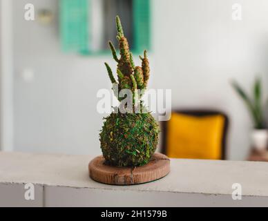 Kokedama eines kleinen Kaktus namens Opuntia microdasys, auch bekannt als Bunny Ears Cactus Stockfoto