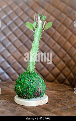 Kokedama einer Sukkulenten Pflanze namens Efmorbia trigona, auch bekannt als afrikanischer Milchbaum oder Kathedralkaktus. Stockfoto