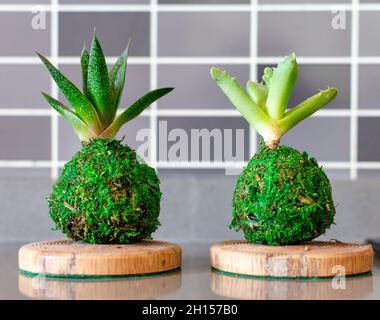 Kokedama von zwei Sukkulenten, genannt Gasteria und Aloe. Stockfoto