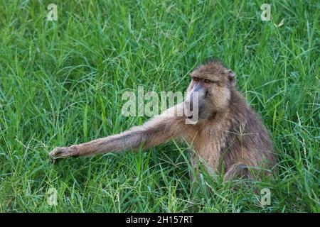 Ein gelber Pavian, Papio hamadryas cynocephalus, im grünen Gras. Voi, Tsavo, Kenia Stockfoto