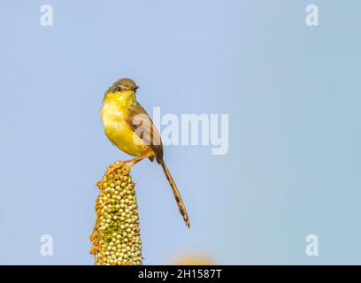 Ashige Prinia ruht auf einem Hirsestab, der auf einem Feld ruht Stockfoto