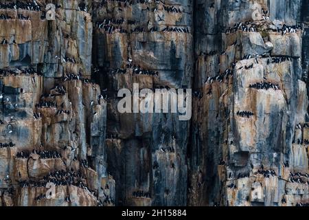 Alkefjellet Klippen voller Brut Brunnichs Guillemots, Uria lomvia. Nordaustlandet, Spitzbergen, Norwegen Stockfoto