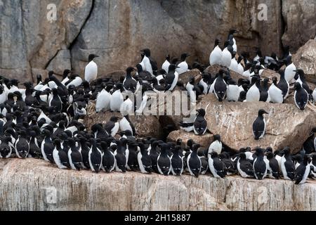 Alkefjellet Klippen voller Brut Brunnichs Guillemots, Uria lomvia. Nordaustlandet, Spitzbergen, Norwegen Stockfoto