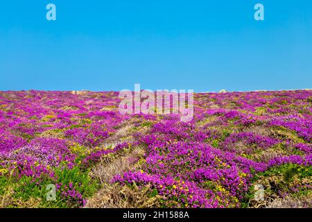 Heather und Gorse blühen um Treveal in der Nähe von Pendour Cove, Penwith Peninsula, Cornwall, Großbritannien Stockfoto